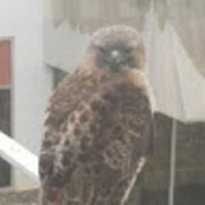 Meet your Posher, Gino